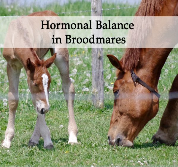 Broodmare Hormonal Balance