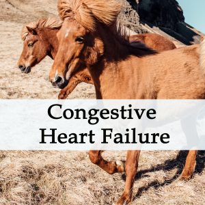 Herbal Treatment For Congestive Heart Failure in Horses (Diuretic Support)