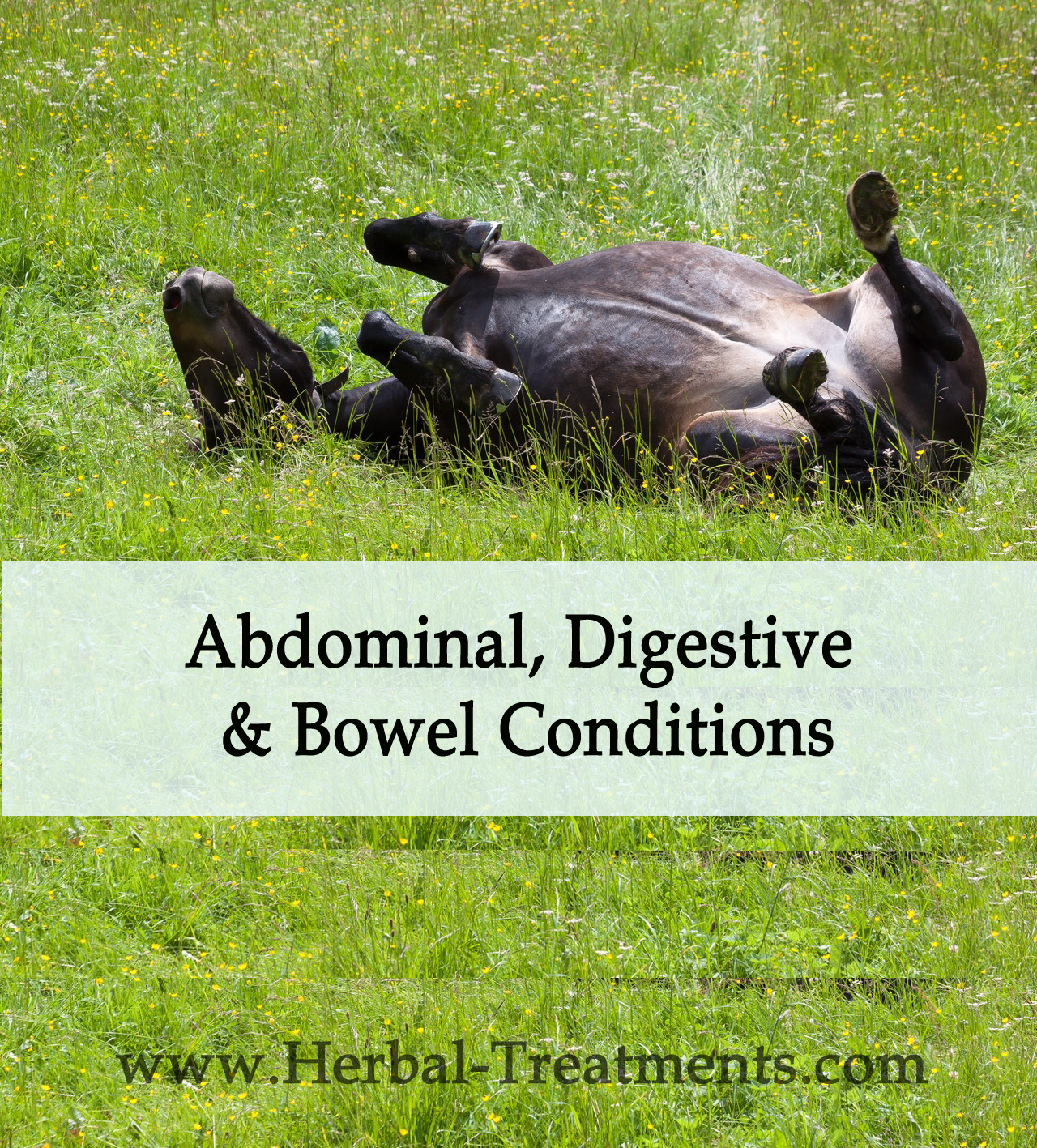Herbal Treatments for Equine Abdominal, Digestive and Bowel Conditions