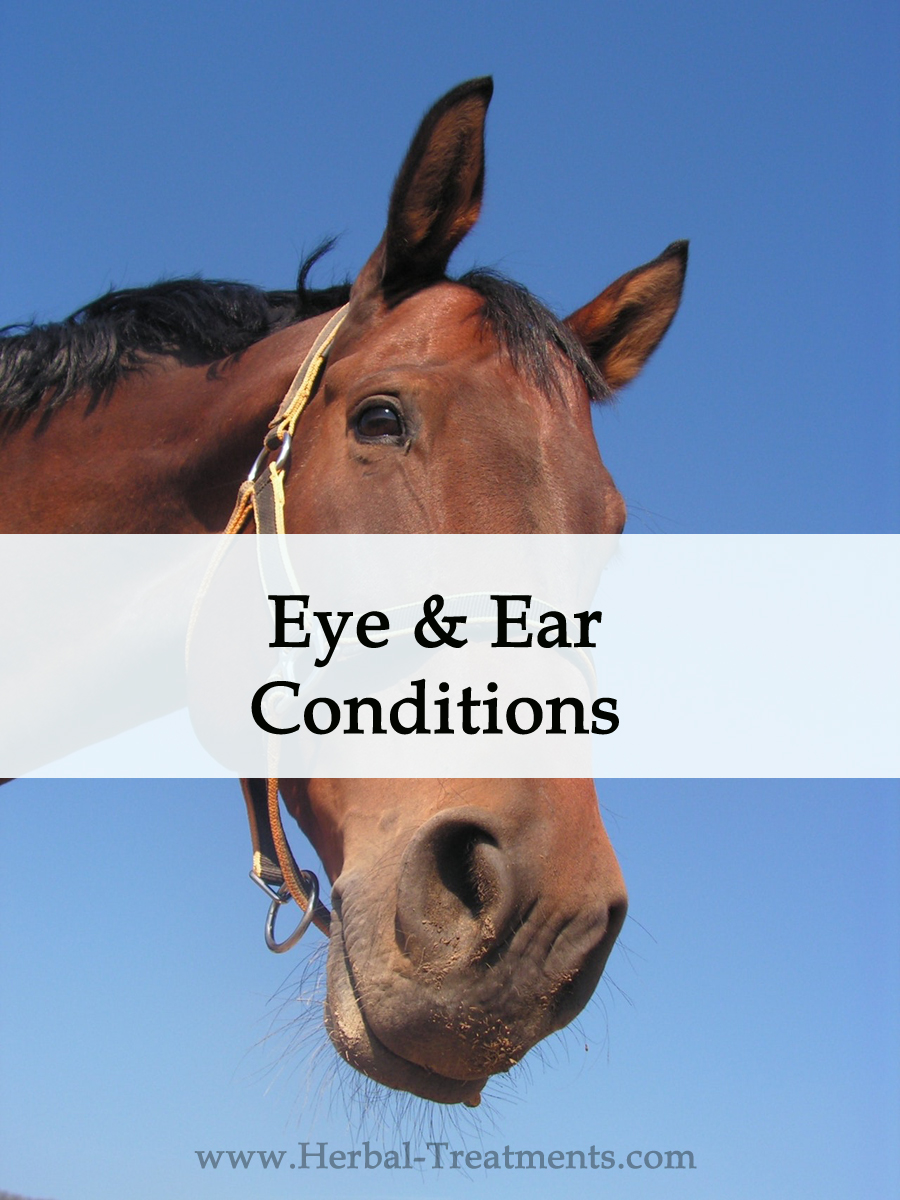 Herbal Treatments for Equine Eye and Ear Conditions