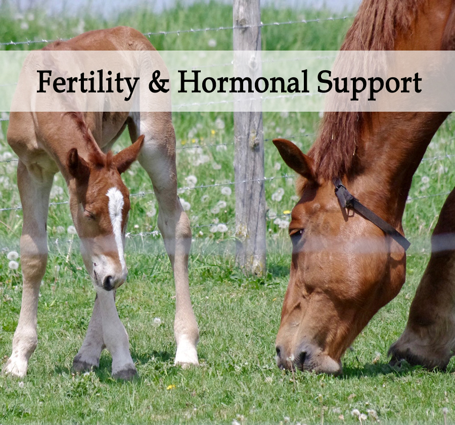 Herbal Treatments for Fertility and Hormonal Balance in Equines