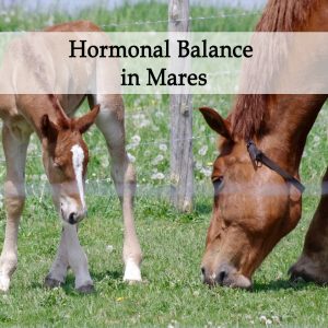 Herbal Treatment for Hormonal Balance in Mares