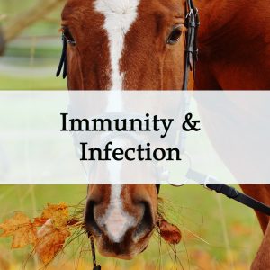 Herbal Treatments for Equine Immunity and Infection Treatment