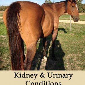 Herbal Treatments for Equine Kidney and Urinary Conditions