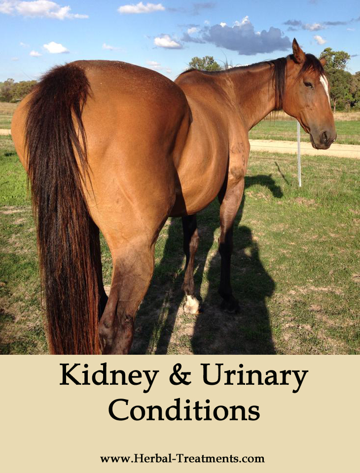 Herbal Treatments for Equine Kidney and Urinary Conditions