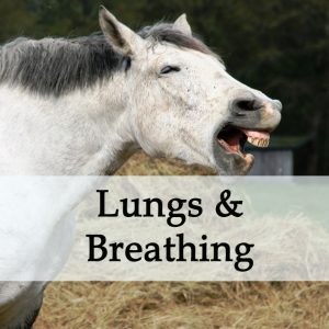 Herbal Treatments for Equine Lung and Breathing Conditions