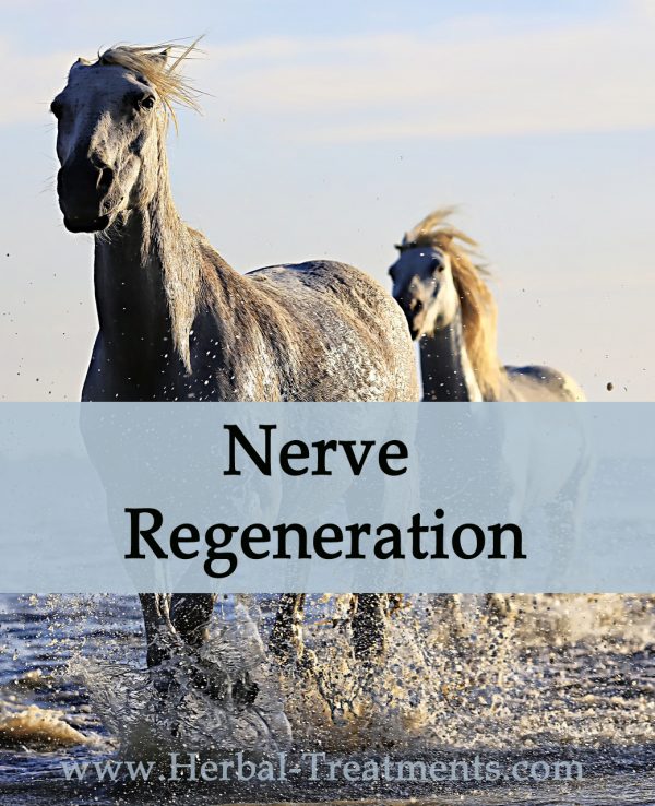 Herbal Treatment for Nerve Regeneration in Horses