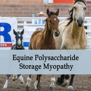 Herbal Treatment of PSSM, EPSM - Equine Polysaccharide Storage Myopathy in Horses
