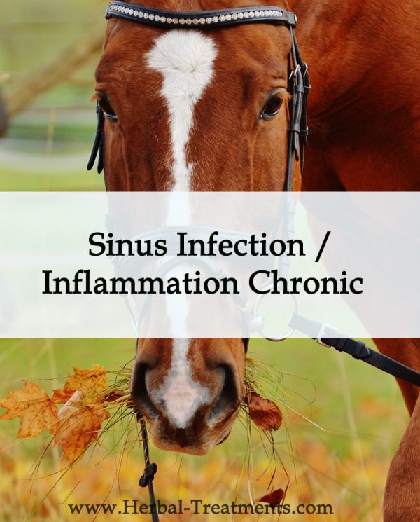 Herbal Treatment for Sinus Infection / Inflammation Chronic in Horses