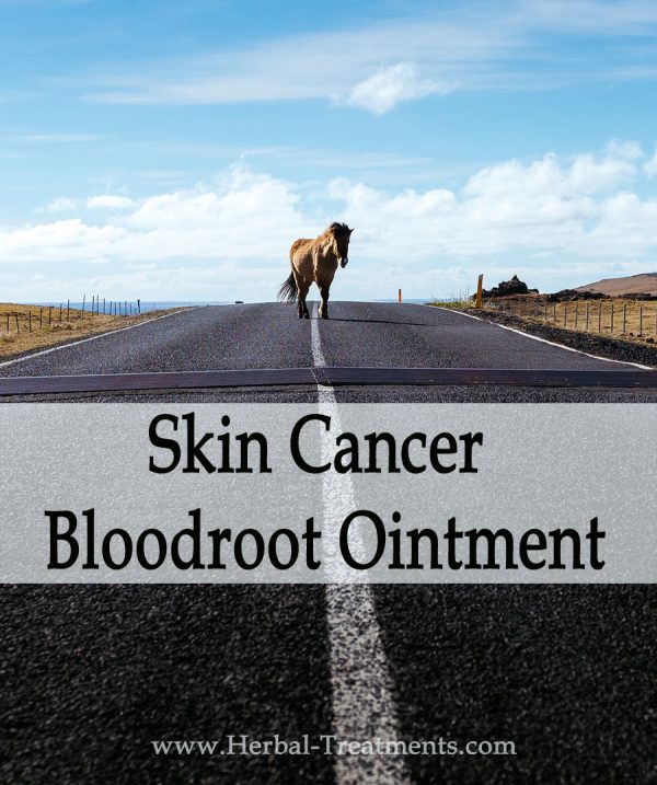 Herbal Treatment of Skin Cancer - Bloodroot Ointment for Horses