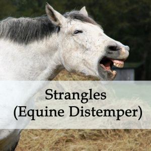Herbal Treatment for Strangles (Equine Distemper) in Horses