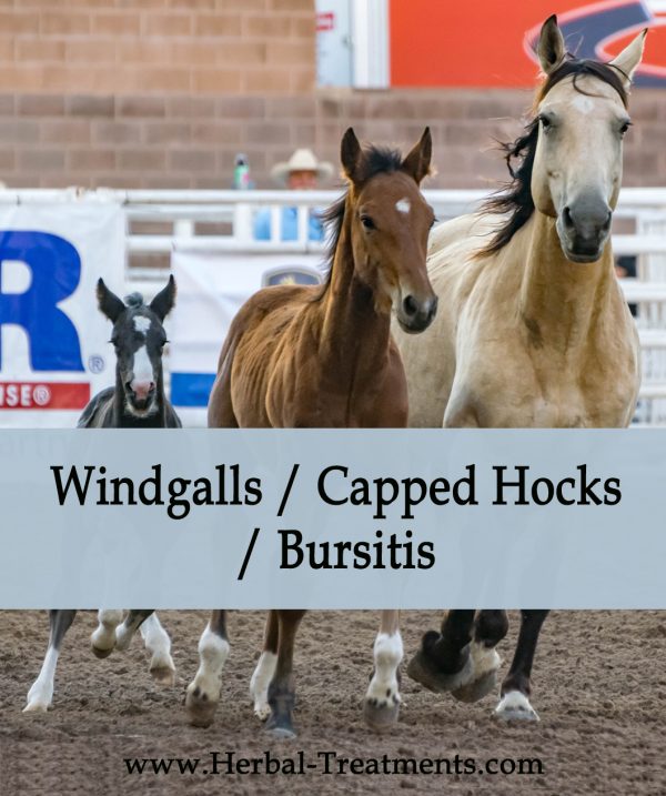 Herbal Treatment for Windgalls / Capped hocks / Bursitis in Horses