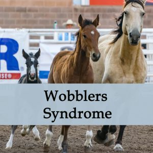 Herbal Treatment for Wobblers Syndrome in Horses