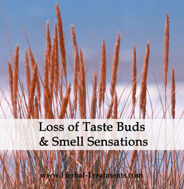 Herbal Medicine for Loss of Taste Buds and Smell Sensations