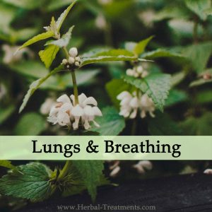 Herbal Treatments for Lung and Breathing Conditions