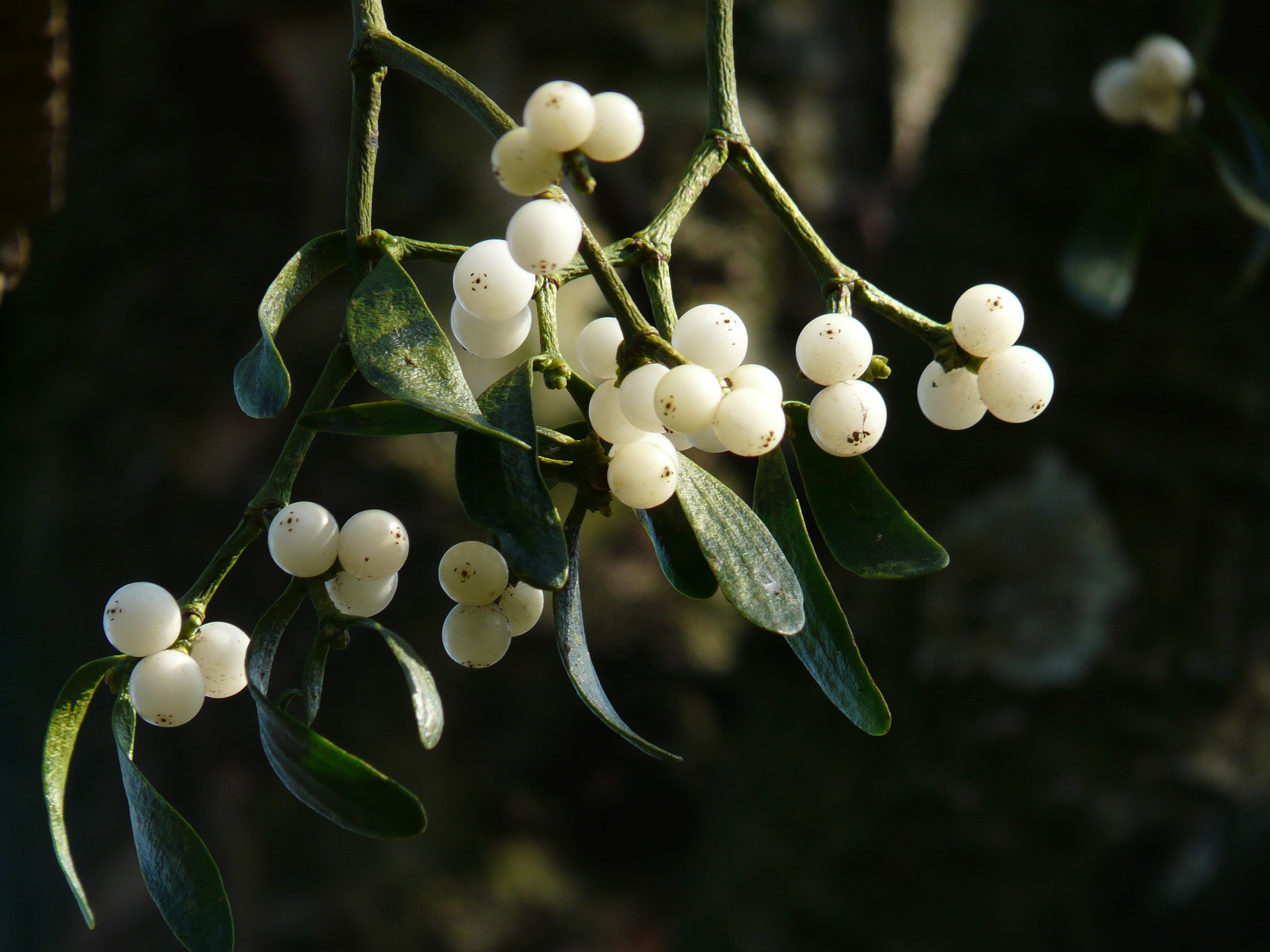 mistletoe-herbal-medicine