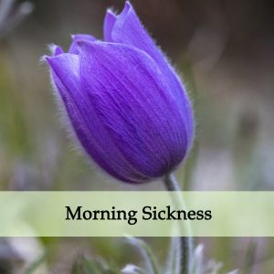 Herbal Medicine for Morning Sickness