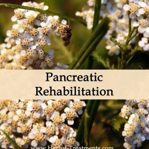 Herbal Medicine for Pancreatic Recovery & Rehabilitation