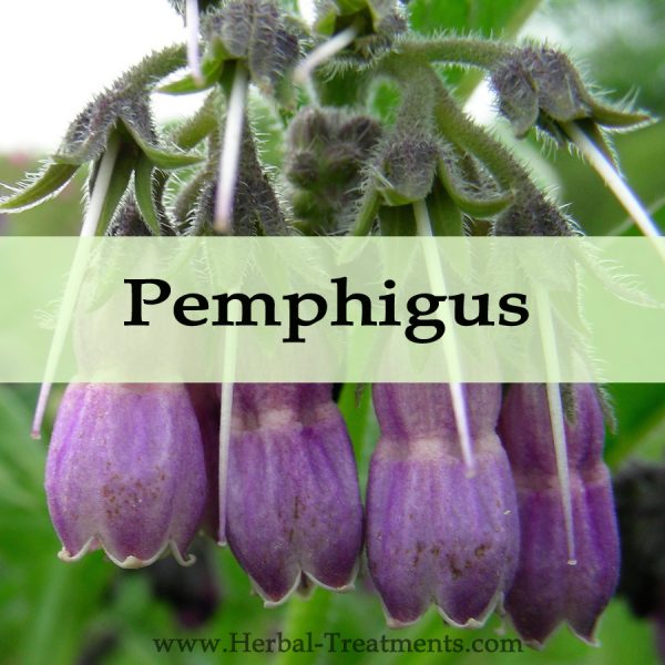 Herbal Medicine for Pemphigus Blisters
