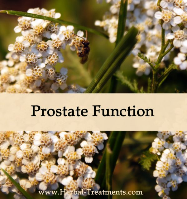 Herbal Medicine for Prostate Function
