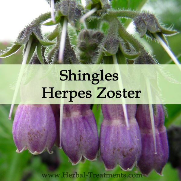 Herbal Medicine for Shingles or Herpes Zoster